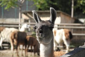 Зоопарк в городе Одесса