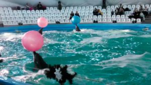 Одесский дельфинарий