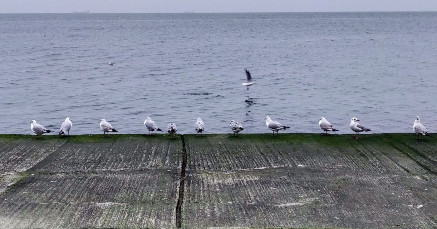 Черное море Одесса