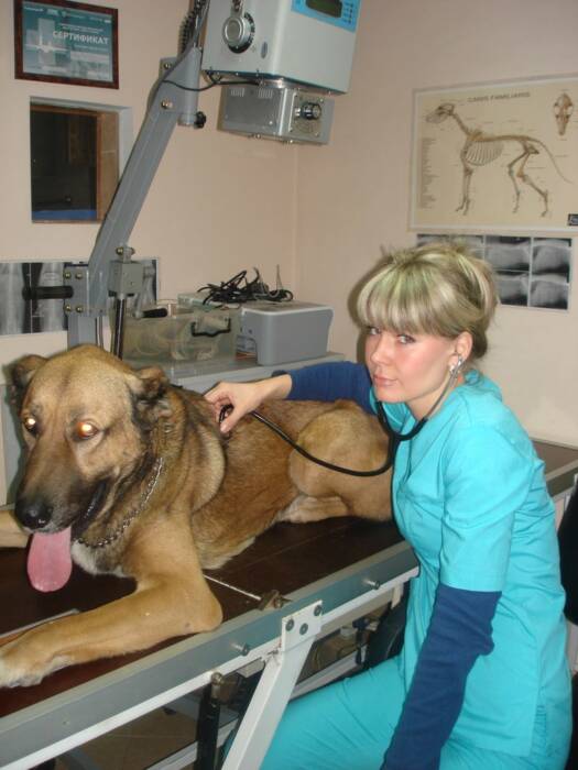 Айболит, ветеринарная клиника. Зоомир > Ветеринарные клиники, Одесса