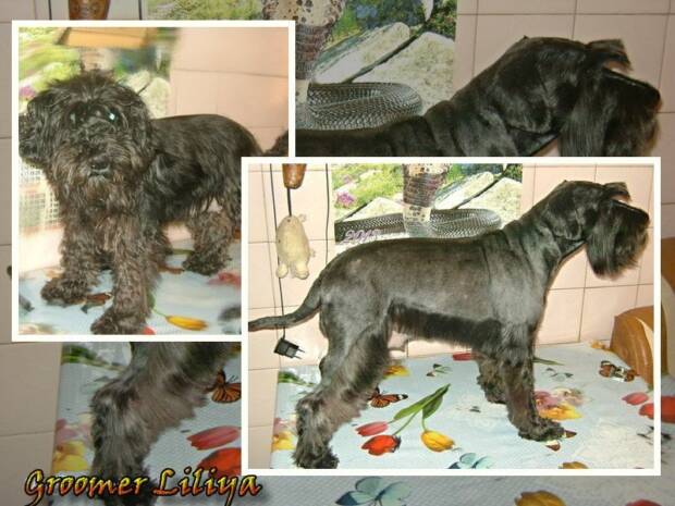 Груминг-стрижка кошек и собак (на дому), в Одессе. Зоомир > Зоосалоны, груминг, Одесса