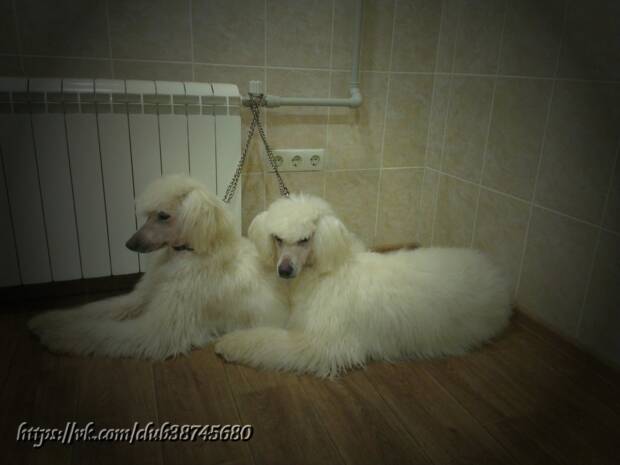 Груминг-стрижка кошек и собак (на дому), в Одессе. Зоомир > Зоосалоны, груминг, Одесса