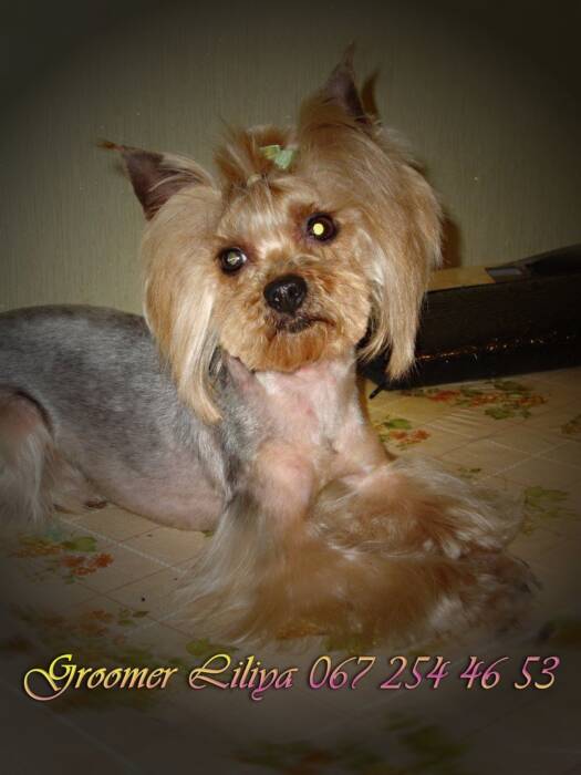 Груминг-стрижка кошек и собак (на дому), в Одессе. Зоомир > Зоосалоны, груминг, Одесса