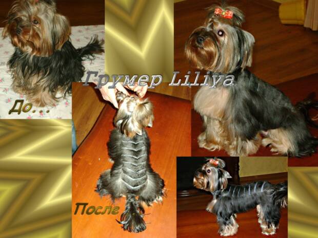 Груминг-стрижка кошек и собак (на дому), в Одессе. Зоомир > Зоосалоны, груминг, Одесса