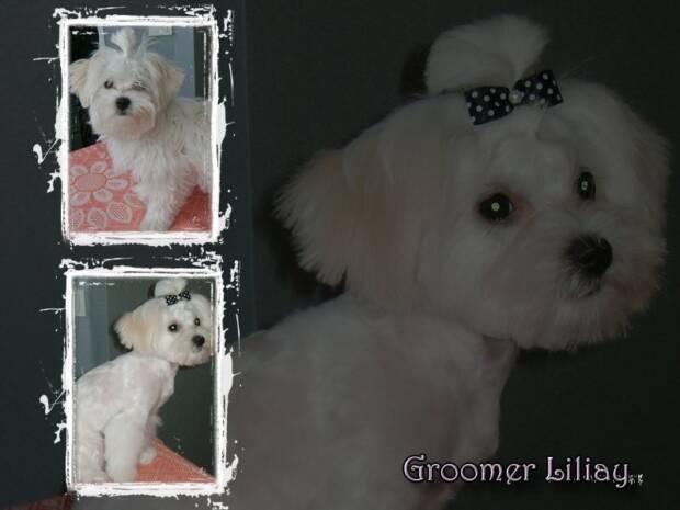 Груминг-стрижка кошек и собак (на дому), в Одессе. Зоомир > Зоосалоны, груминг, Одесса