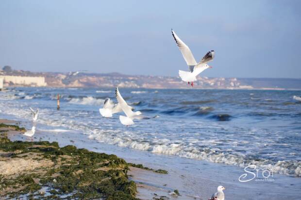 Лузановка, пляж. Детский отдых, аквапарки, зоопарки, цирк > Отдых на природе, пляжи, Одесса