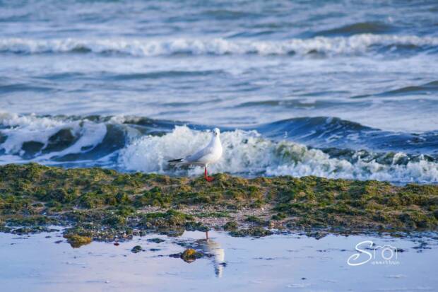 Лузановка, пляж. Детский отдых, аквапарки, зоопарки, цирк > Отдых на природе, пляжи, Одесса