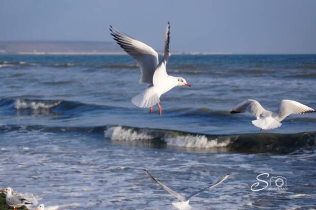 Лузановка, пляж. Детский отдых, аквапарки, зоопарки, цирк > Отдых на природе, пляжи, Одесса