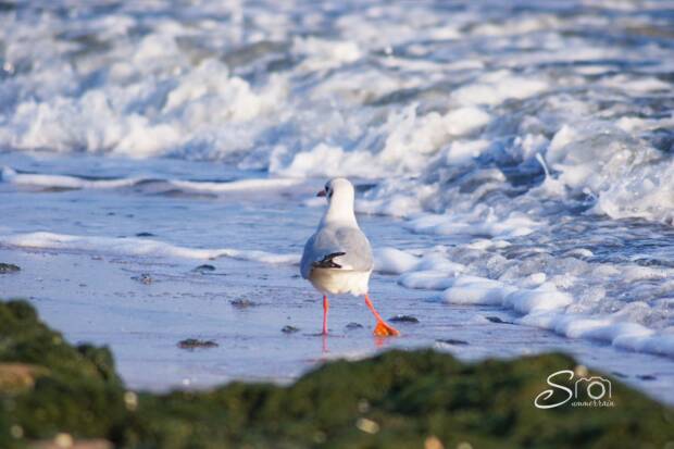 Лузановка, пляж. Детский отдых, аквапарки, зоопарки, цирк > Отдых на природе, пляжи, Одесса