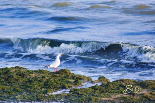 Лузановка, пляж. Детский отдых, аквапарки, зоопарки, цирк > Отдых на природе, пляжи, Одесса