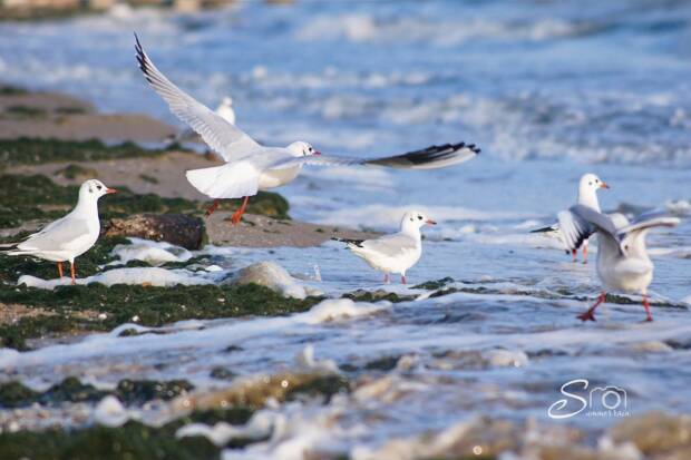Лузановка, пляж. Детский отдых, аквапарки, зоопарки, цирк > Отдых на природе, пляжи, Одесса