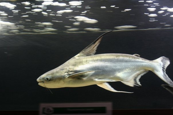 Одесский Зоопарк. Зоомир > Питомники, Одесса