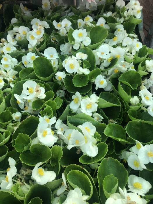 Семена, саженцы ФлоИрен. Шоппинг > Цветы, Одесса