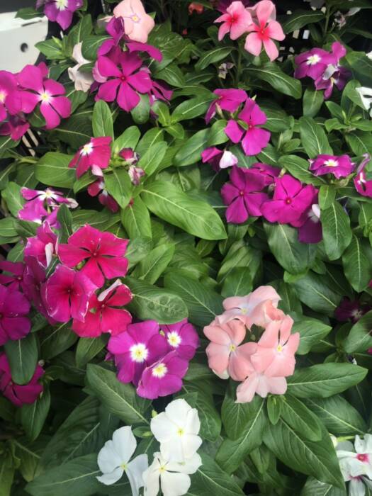 Семена, саженцы ФлоИрен. Шоппинг > Цветы, Одесса