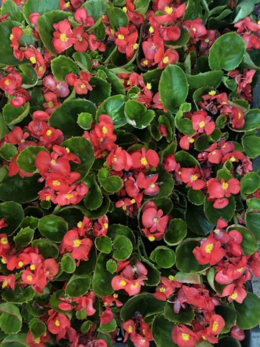 Цветы ФлоИрен. Шоппинг > Цветы, Одесса