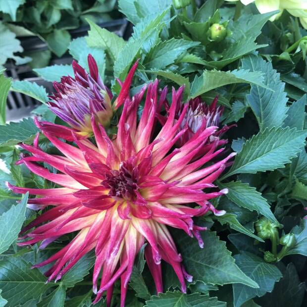 Цветы ФлоИрен. Шоппинг > Цветы, Одесса