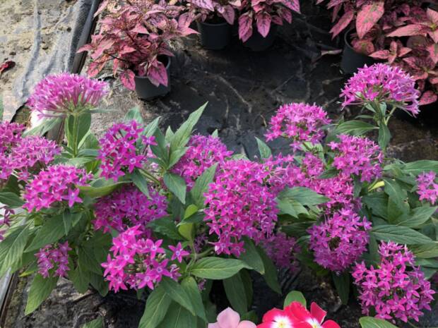 Цветы ФлоИрен. Шоппинг > Цветы, Одесса