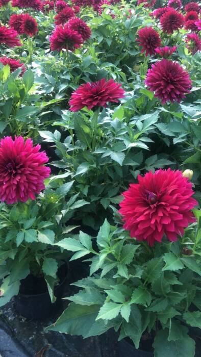 Цветы ФлоИрен. Шоппинг > Цветы, Одесса