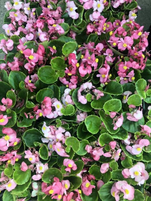 Цветы ФлоИрен. Шоппинг > Цветы, Одесса