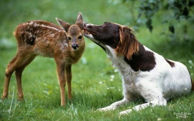 Tina, ветеринарная клиника Тина. Зоомир > Ветеринарные клиники, Одесса