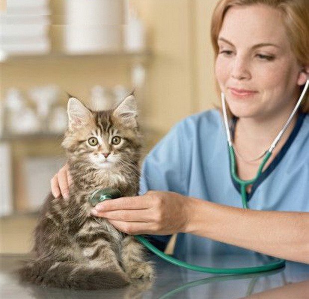 Tina, ветеринарная клиника Тина. Зоомир > Ветеринарные клиники, Одесса