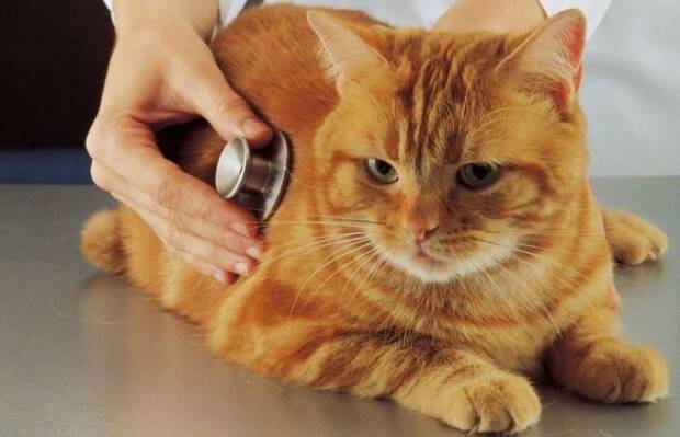 Ветеринарная клиника. Зоомир > Ветеринарные клиники, Одесса