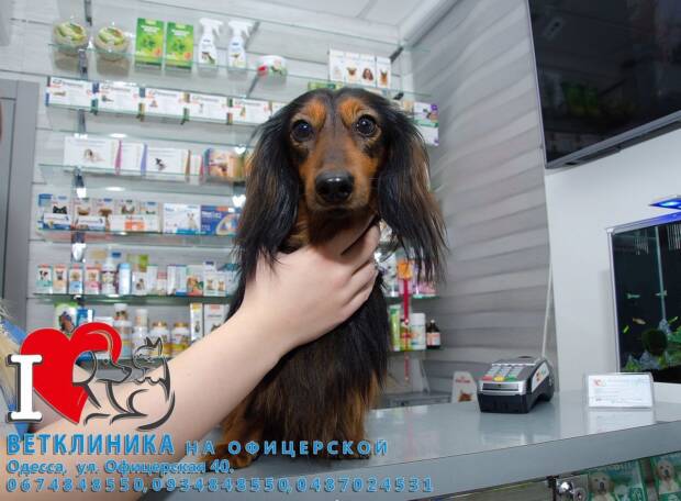 Ветеринарная клиника на Офицерской. Зоомир > Ветеринарные клиники, Одесса