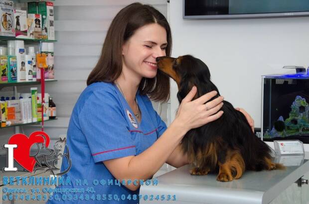 Ветеринарная клиника на Офицерской. Зоомир > Ветеринарные клиники, Одесса