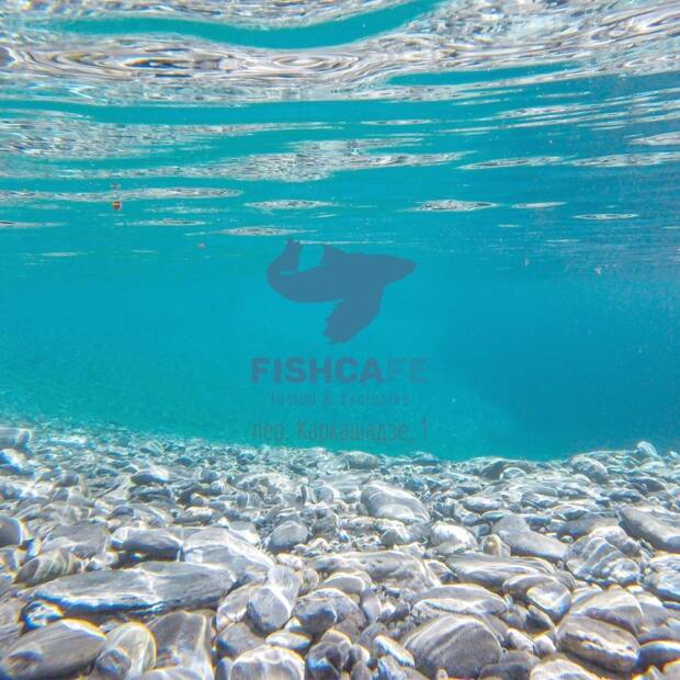 Рыбный ресторан Fish cafe, Фиш кафе. Рестораны, кафе, пиццерии, суши > Рестораны, Одесса