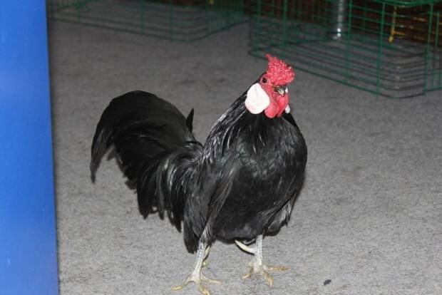 ЗооКруг, «Трогательный зоопарк». Кинотеатры, музеи, театры, выставки > Музеи, галереи, выставки, Одесса