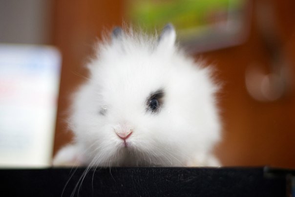 ЗооКруг, «Трогательный зоопарк». Кинотеатры, музеи, театры, выставки > Музеи, галереи, выставки, Одесса