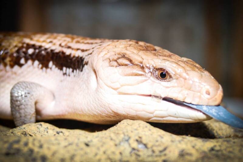 ЗооКруг, «Трогательный зоопарк». Кинотеатры, музеи, театры, выставки > Музеи, галереи, выставки, Одесса