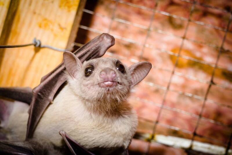 ЗооКруг, «Трогательный зоопарк». Кинотеатры, музеи, театры, выставки > Музеи, галереи, выставки, Одесса