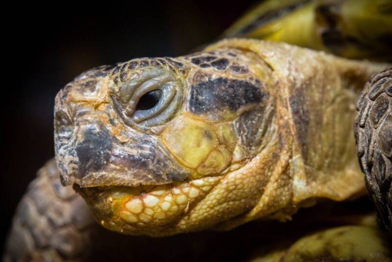 ЗооКруг, «Трогательный зоопарк». Кинотеатры, музеи, театры, выставки > Музеи, галереи, выставки, Одесса