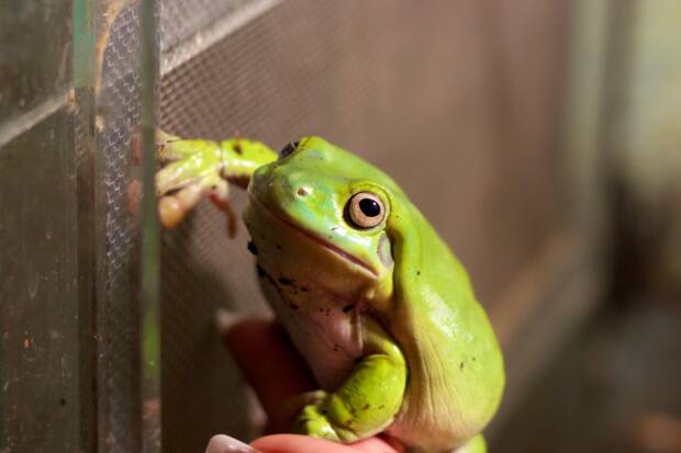 ЗооКруг, «Трогательный зоопарк». Кинотеатры, музеи, театры, выставки > Музеи, галереи, выставки, Одесса