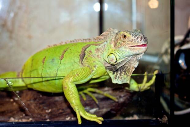 ЗооКруг, «Трогательный зоопарк». Кинотеатры, музеи, театры, выставки > Музеи, галереи, выставки, Одесса