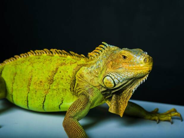 ЗооКруг, «Трогательный зоопарк». Кинотеатры, музеи, театры, выставки > Музеи, галереи, выставки, Одесса