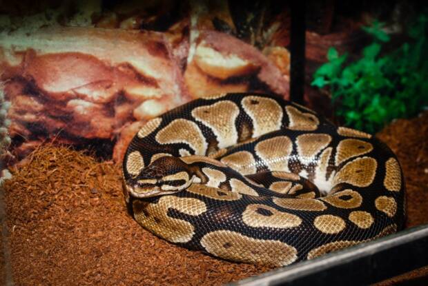 ЗооКруг, «Трогательный зоопарк». Кинотеатры, музеи, театры, выставки > Музеи, галереи, выставки, Одесса