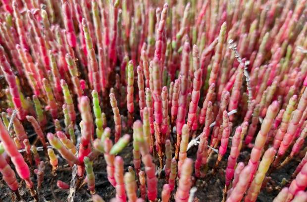 У Білгород-Дністровському районі на узбережжі лиманів ростуть «солоні роги»