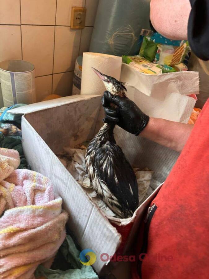 В Одесі рятують 200 птахів від витоку олії в море
