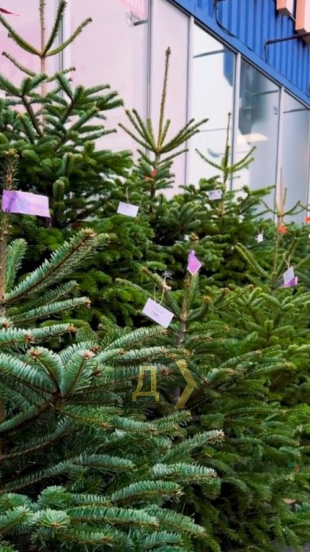 Новорічні ялинки в Одесі 2025: ціни, асортимент, де купити