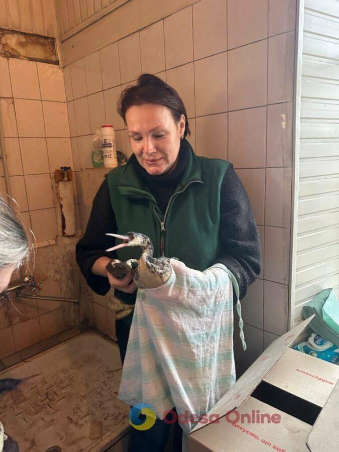 В Одесі рятують 200 птахів від витоку олії в море