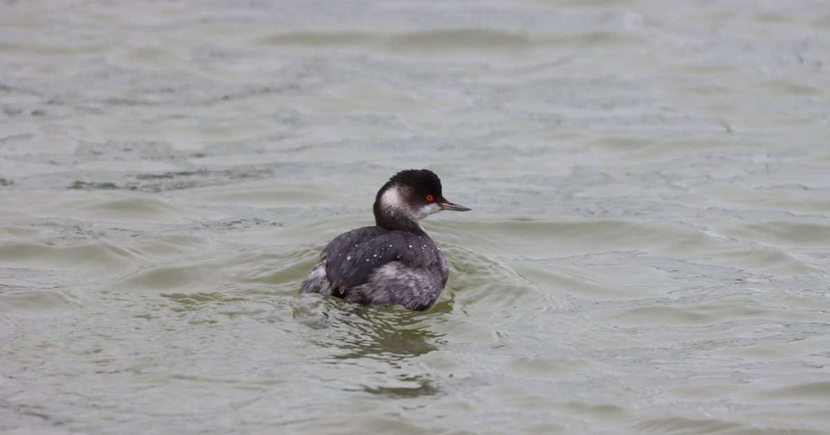 Витік олії в Чорному морі: загибель чорношиїх пірникоз — 3 тисячі птахів