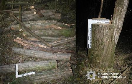 Директор комунального підприємства організував вирубку дерев на Одещині