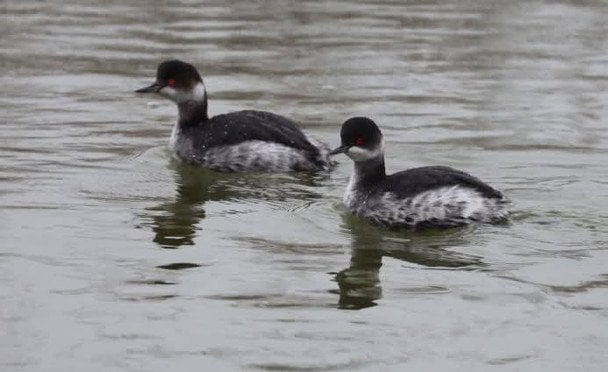 Витік олії в Чорному морі: загибель чорношиїх пірникоз — 3 тисячі птахів
