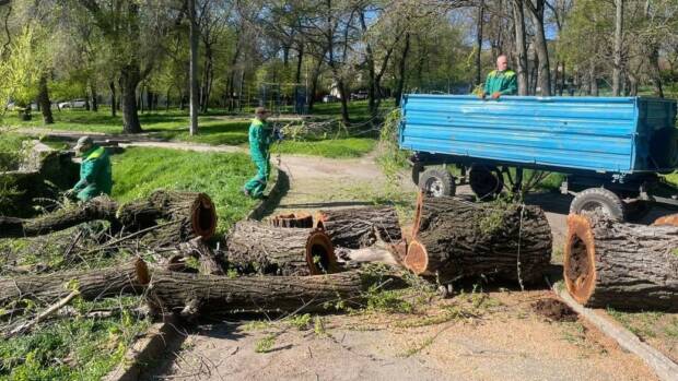 У Одесі штормовий вітер повалив 85 дерев