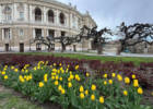 В Одесі незабаром розквітнуть майже 100 тисяч тюльпанів