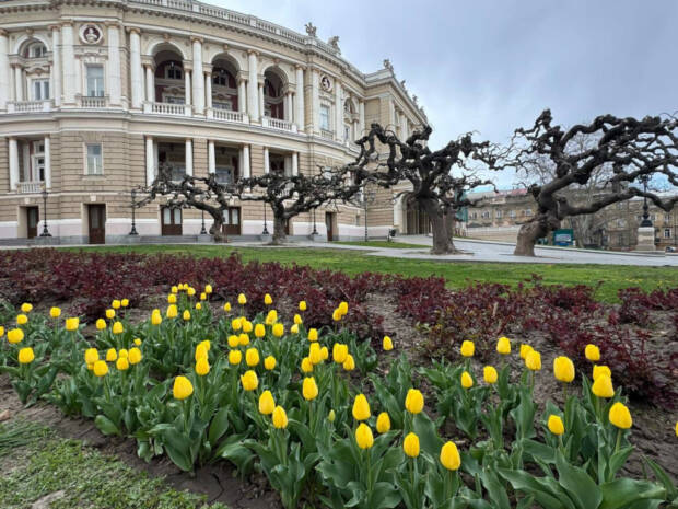 В Одесі незабаром розквітнуть майже 100 тисяч тюльпанів