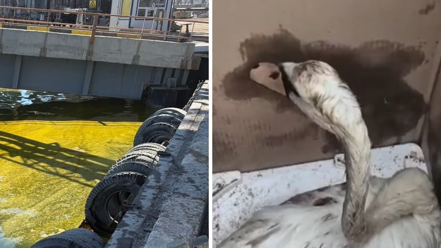 Забруднення олією Чорноморська: витік 6 тисяч тонн, постраждав лебідь